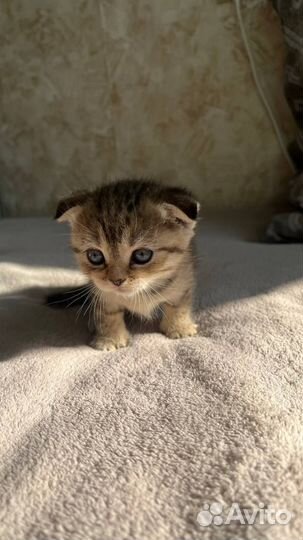 Шотландские котята