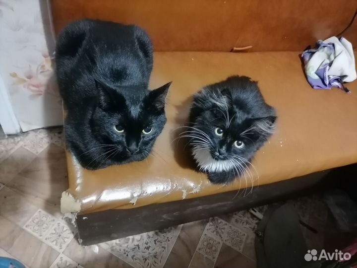 Котенок в очень добрые руки