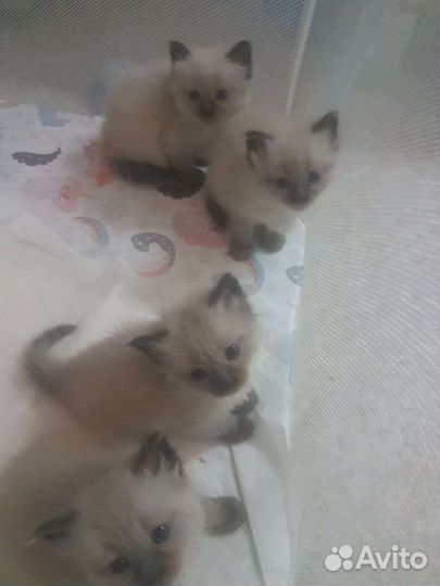 Невская маскарадная