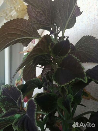 Колеусы вегетативные