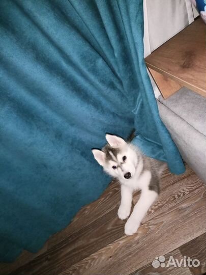 Передержка животных