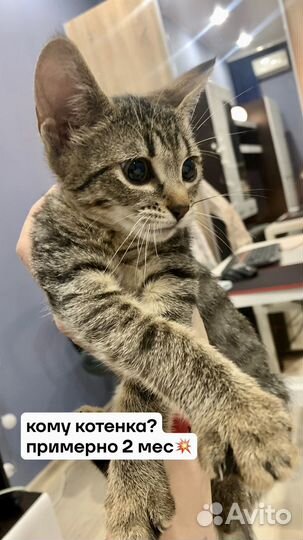 Принцесса ищет дом