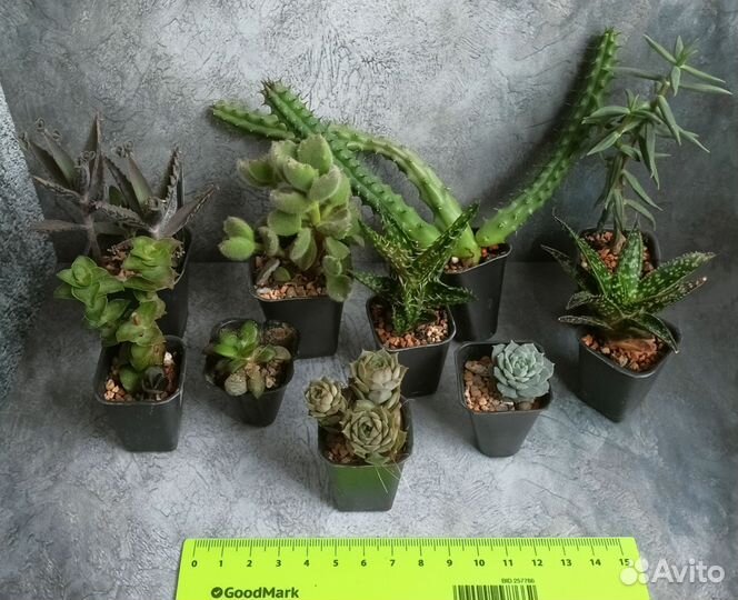 Набор суккулентов