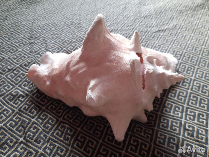 Большая морская раковина