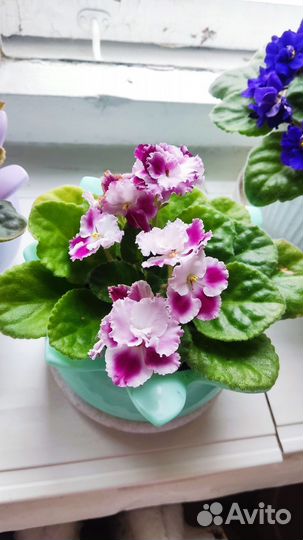 Цветы домашние в горшках