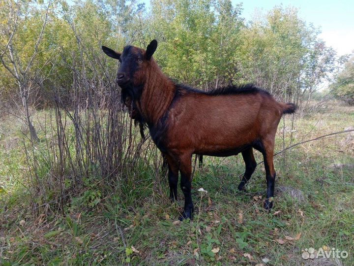 Козлята чешские бронь