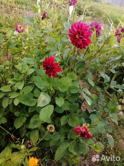 Георгины клубни, ирисы луковицы