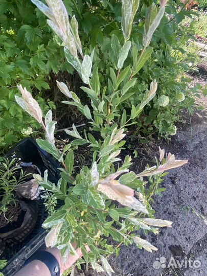 Ива пестролистная Наkuro Nishiky