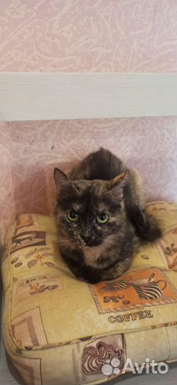 Маленькая дворняжка