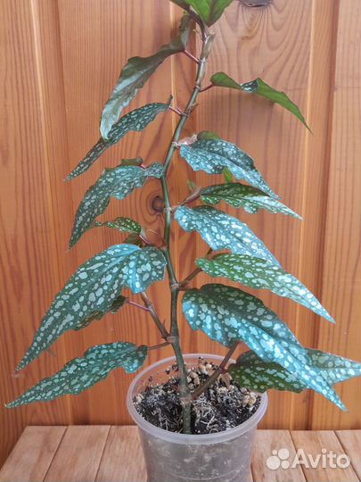 Бегония тростниковая или Кейн (Cane-like begonias)