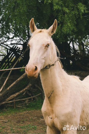 Ахалтекинец