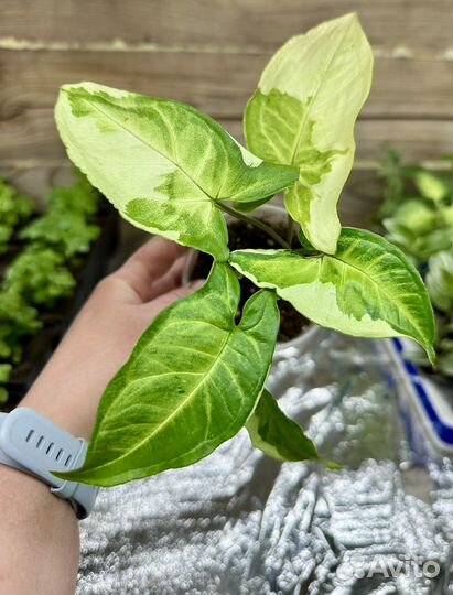 Комнатные цветы