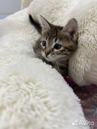 Киса Маруська