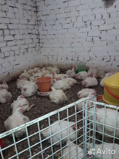 Мясо курицы (Домашнее)