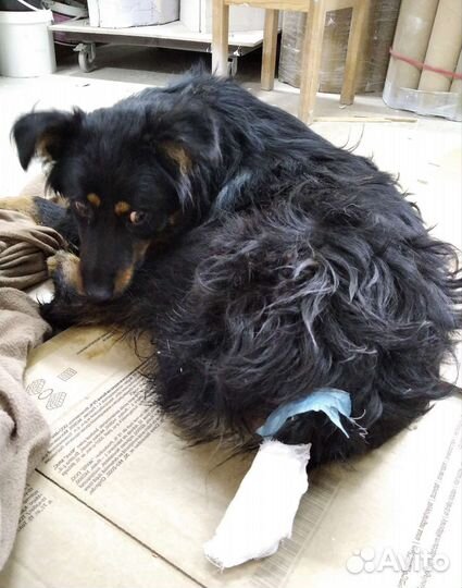 Барни 1,5 года