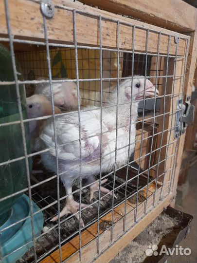 Бройлерные цыплята Кобб500, Арбор