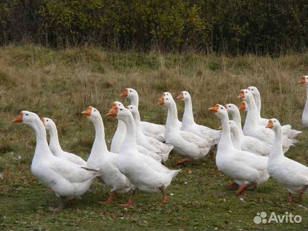 Гуси породы линда
