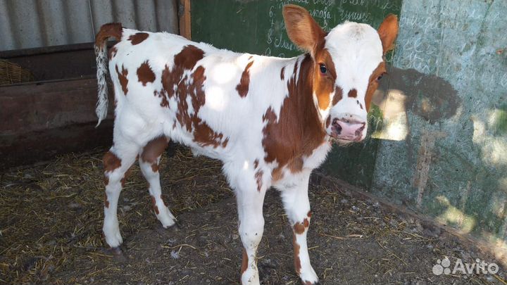 Телочки 1 месяц