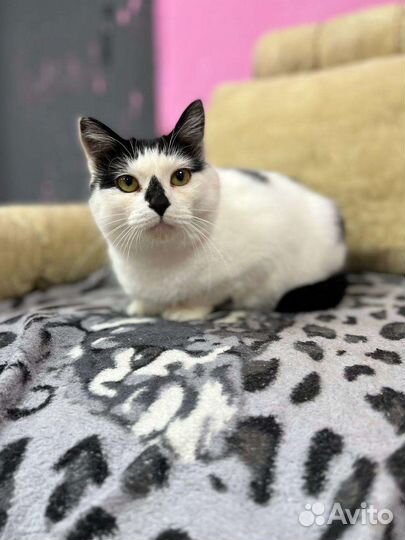 Кошка Стеша