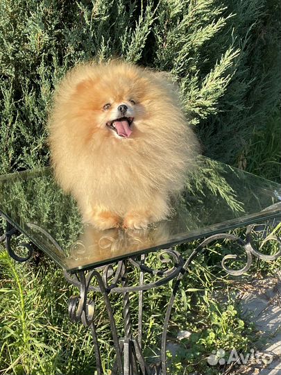 Померанский шпиц мини мальчик