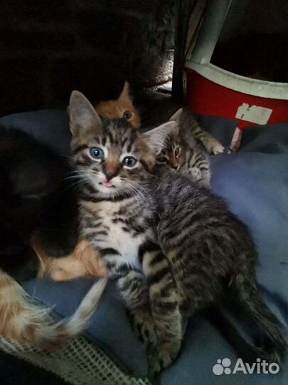 Котята в добрые руки бесплатно