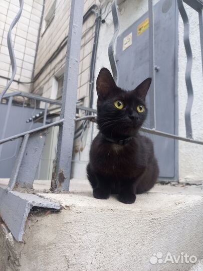 Отдадим в добрые руки