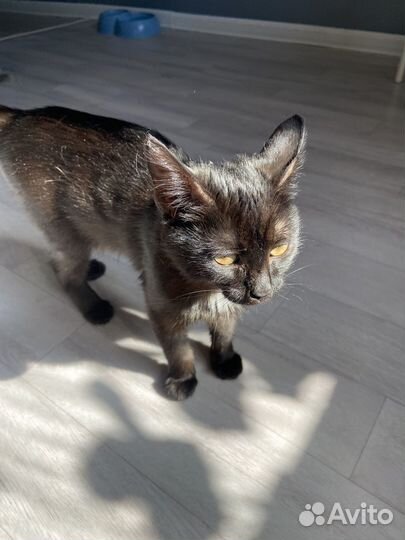 Котенок (девочка) в дар бесплатно