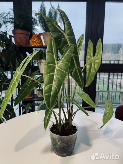 Алоказия лонгилоба, гагеана