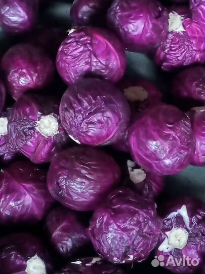 Капуста красная