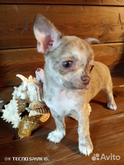 Щенки чихуахуа