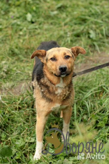 Мартин в добрые руки