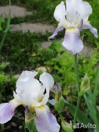 Ирисы