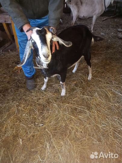 Нубийские козы