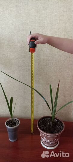 Финиковая пальма