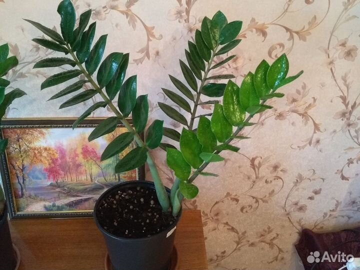 Долларовое дерево, Замиакулькас