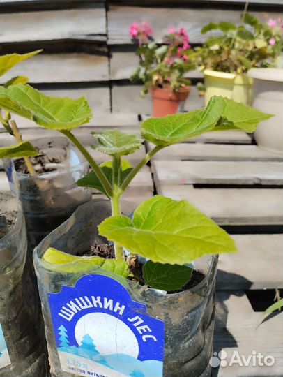 Павлония или Адамово дерево