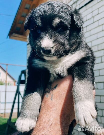 Щеночек помесь хаски в добрые руки