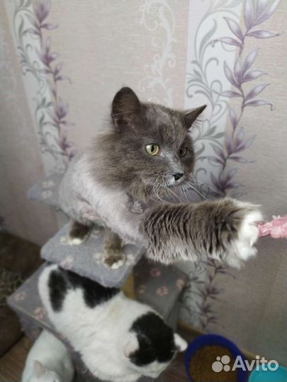 Крупный пушистый кот