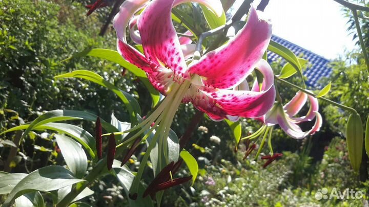Лилейное дерево