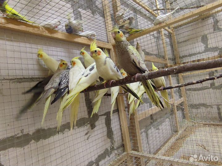 Попугай карелла птенцы