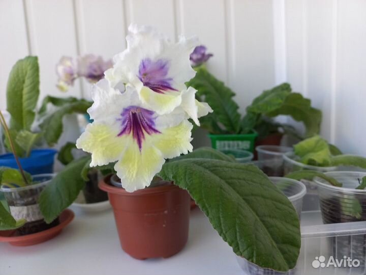 Стрептокарпусы