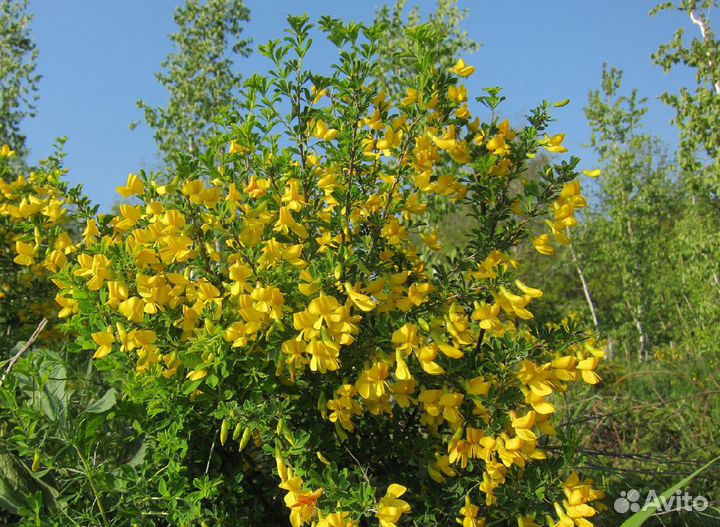 Акация желтая