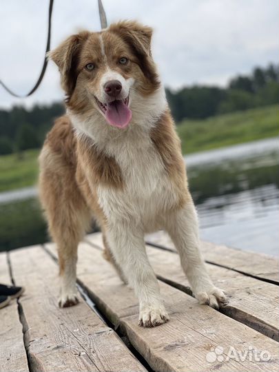 Австралийская овчарка аусси