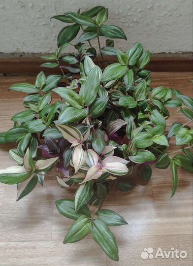 Традесканция