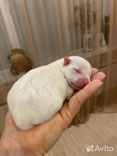 Японский шпиц девочка