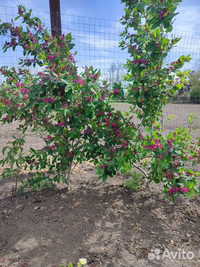 Жимолость декоративная