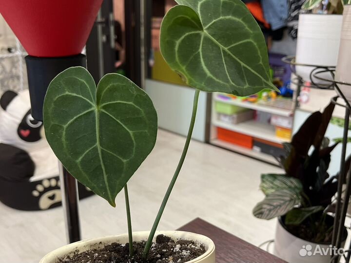 Антуриум кларинервиум