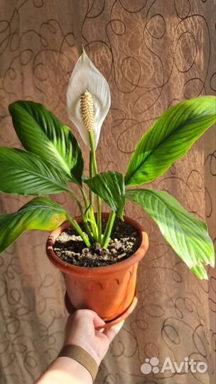 Спатифиллум