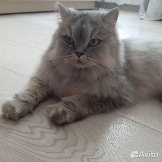 Кошечка ищет дом