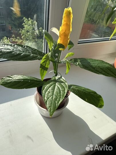 Пахистахис желтый цветок